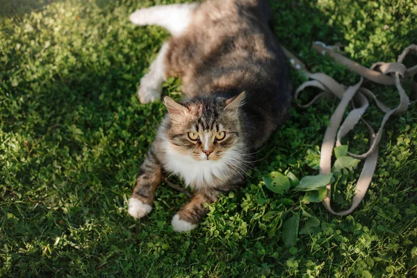 草の上に横たわる大きなふわふわ猫 — ストック写真