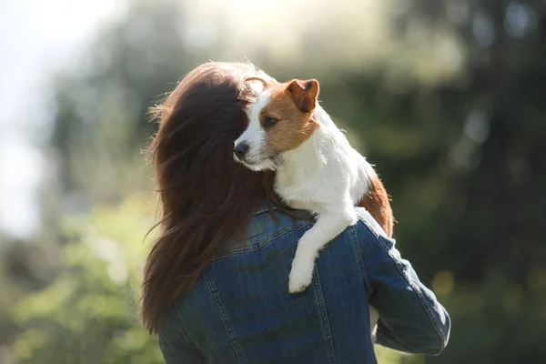 La fille avec le chien dans les bras. Un petit Jack Russell Terrier — Photo