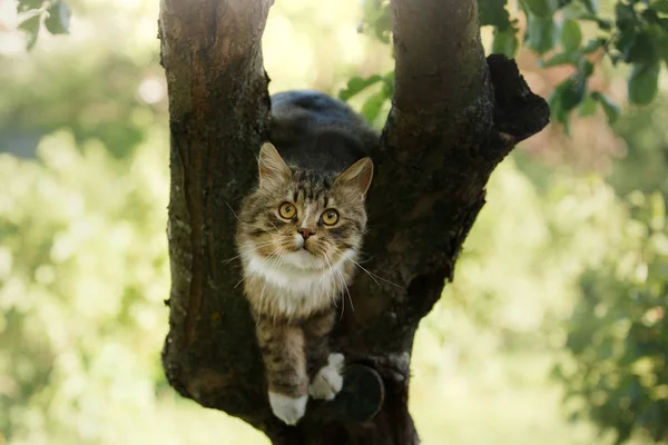 Gato esponjoso sentado en un árbol — Foto de Stock
