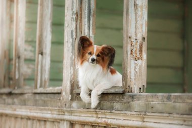 Penceredeki küçük köpek. Papillon