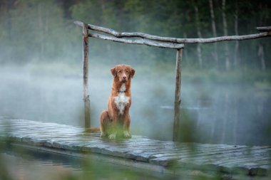 Nova Scotia duck tolling Retriever üstünde belgili tanımlık rıhtım. L köpeğe