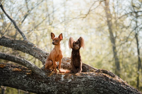 Een hond op een boomtak. De kleine toy Terriër — Stockfoto