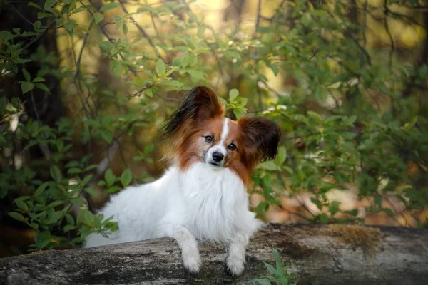 Papillon köpek orman — Stok fotoğraf