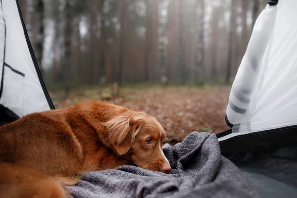 The dog in the tent. Nova Scotia duck tolling Retriever in the c — Stock Photo, Image