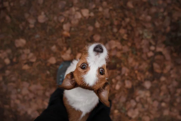 O cão olha para cima. Jack Russell Terrier ao ar livre — Fotografia de Stock