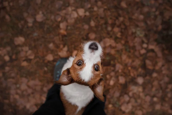 The dog looks up. Jack Russell Terrier outdoors