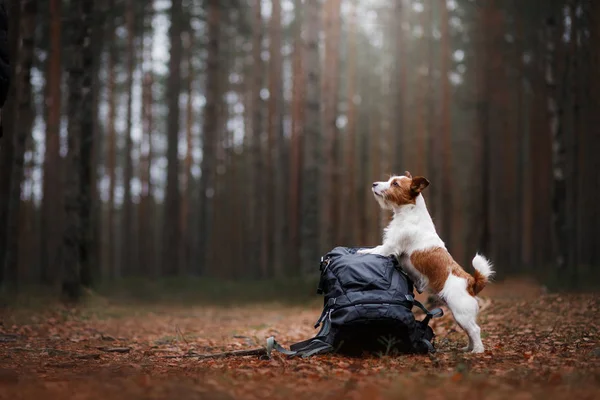 Köpek ve sırt çantası. Jack Russell Terrier ormanda — Stok fotoğraf