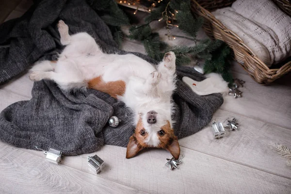 Der Hund auf der Decke. Jack Russell Terrier in Weihnachtsdekoration — Stockfoto