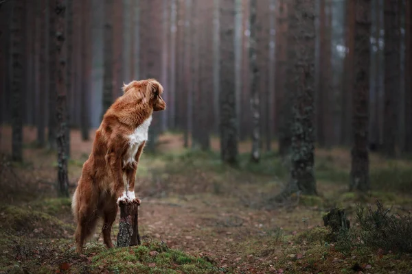 Il cane nel bosco. Nuova Scozia anatra tolling Retriever su albero — Foto Stock