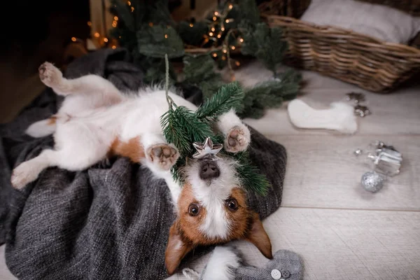 Der Hund auf der Decke. Jack Russell Terrier in Weihnachtsdekoration — Stockfoto