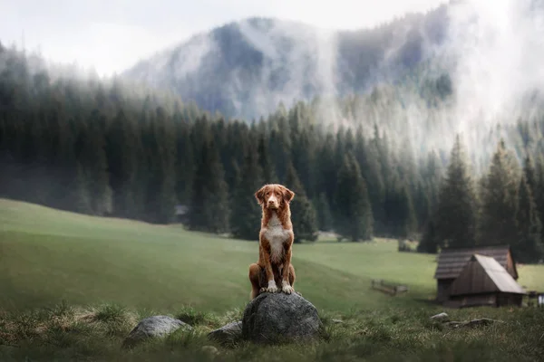 ノバスコシア州のアヒル鳴るレトリーバー山中。番目の犬 — ストック写真