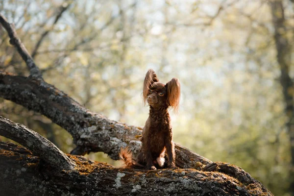 Ένα σκυλί σε ένα κλαδί δέντρου. Το μικρό παιχνίδι τεριέ — Φωτογραφία Αρχείου