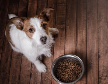 Yere üstünde belgili tanımlık köpek. Jack Russell Terrier ve bir kase besleme