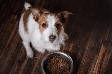 Yere üstünde belgili tanımlık köpek. Jack Russell Terrier ve bir kase besleme