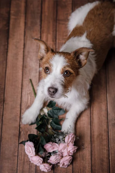 De hond op de verdieping. Jack Russell Terriër en bloemen — Stockfoto