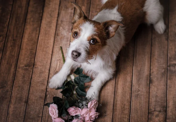 Câinele de pe podea. Jack Russell Terrier și flori — Fotografie, imagine de stoc