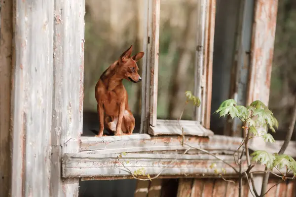 Little dog in the window. Toy terrier — Stock Photo, Image