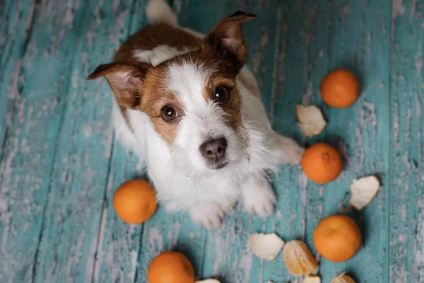 Jack Russell Terrier y mandarinas —  Fotos de Stock