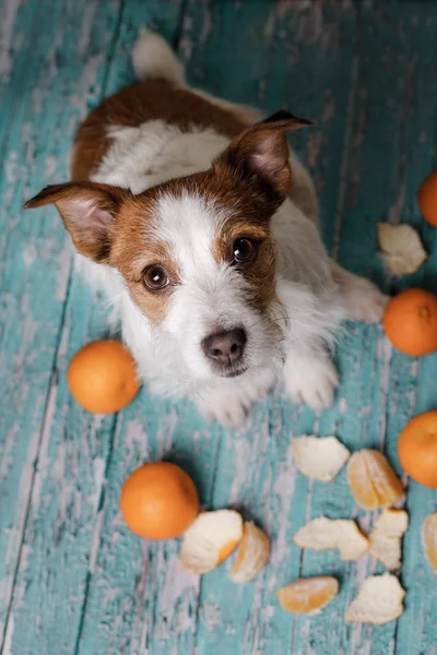 Jack Russell Terrier y mandarinas —  Fotos de Stock
