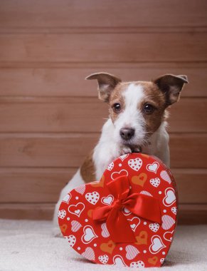 Şirin Jack Russell Terrier. Sevgililer günü.