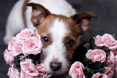Jack Russell Terrier ile çiçekler. Sevgililer günü