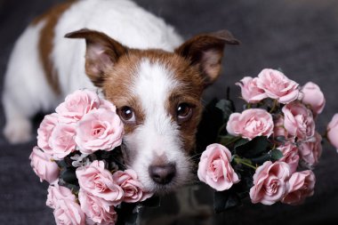 Jack Russell Terrier ile çiçekler. Sevgililer günü