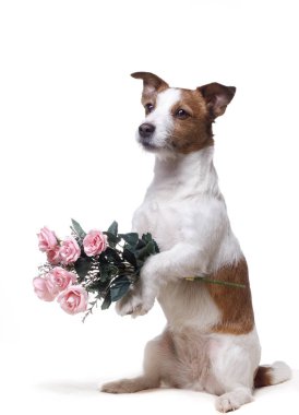 Jack Russell Terrier ile çiçekler. Sevgililer günü