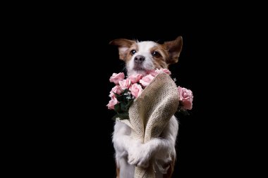 Jack Russell Terrier ile çiçekler. Sevgililer günü