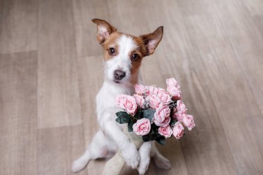 Jack Russell Terrier ile çiçekler. Sevgililer günü