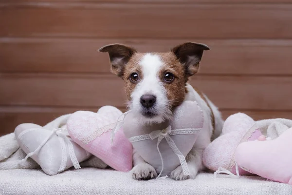 Lindo Jack Russell Terrier. Día de San Valentín . —  Fotos de Stock