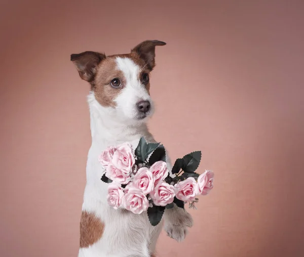 Niedlicher Jack Russell Terrier. Valentinstag — Stockfoto