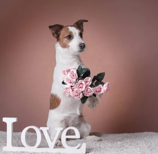 Niedlicher Jack Russell Terrier. Valentinstag — Stockfoto