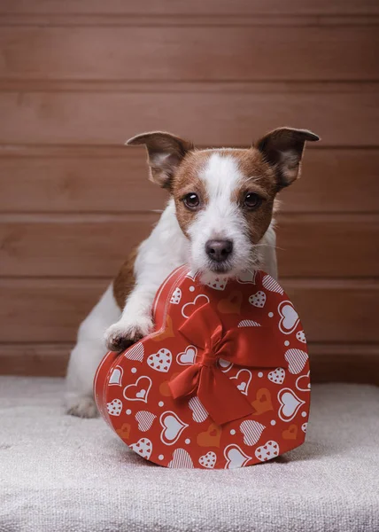 Bonito Jack Russell Terrier. Dia dos Namorados . — Fotografia de Stock