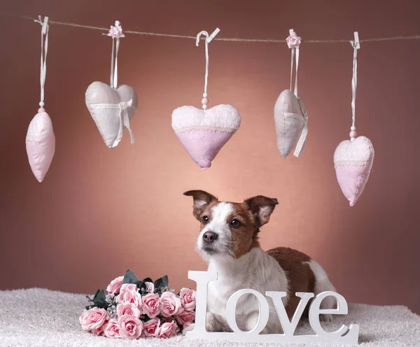 Jack Russell Terrier yang lucu. Valentine hari — Stok Foto