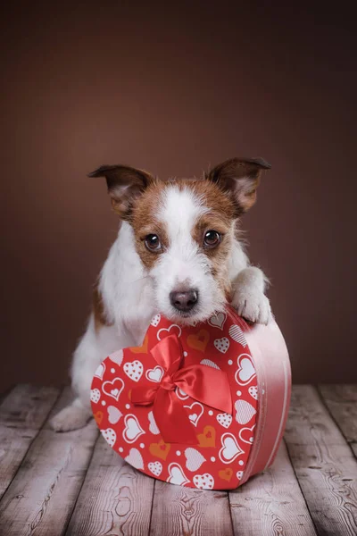 Söt Jack Russell Terrier. Alla hjärtans dag. — Stockfoto