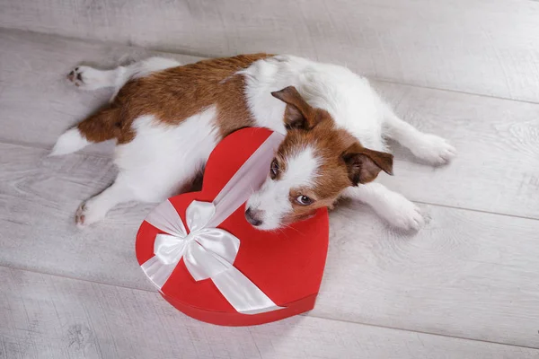 Söt Jack Russell Terrier. Alla hjärtans dag. — Stockfoto