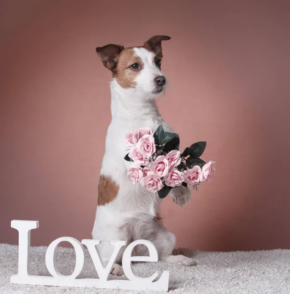 Drăguţ Jack Russell Terrier. Valentine's day — Fotografie, imagine de stoc