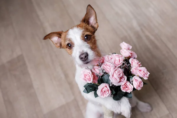 Jack Russell Terrier cu flori. Valentine's day — Fotografie, imagine de stoc