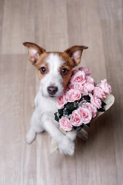 Jack Russell Terrier cu flori. Valentine's day — Fotografie, imagine de stoc