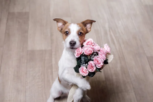 Jack Russell Terrier cu flori. Valentine's day — Fotografie, imagine de stoc