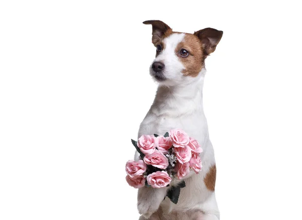 Jack Russell Terrier mit Blumen. Valentinstag — Stockfoto