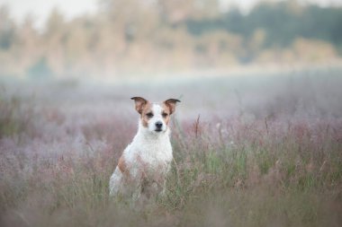 Jack Russell Terrier doğada. Heather Dog'da