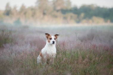 Jack Russell Terrier doğada. Heather Dog'da