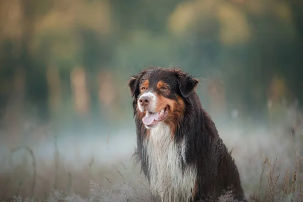 Australian shepherd i naturen. Hunden i Ljungen — Stockfoto
