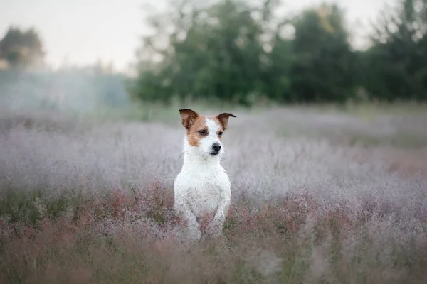 Jack Russell Terrier i naturen. Hunden i Ljungen — Stockfoto