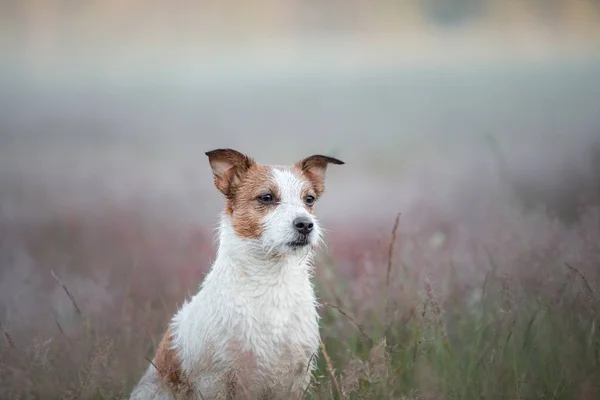 Jack Russell Terrier in der Natur. der Hund im Heidekraut — Stockfoto