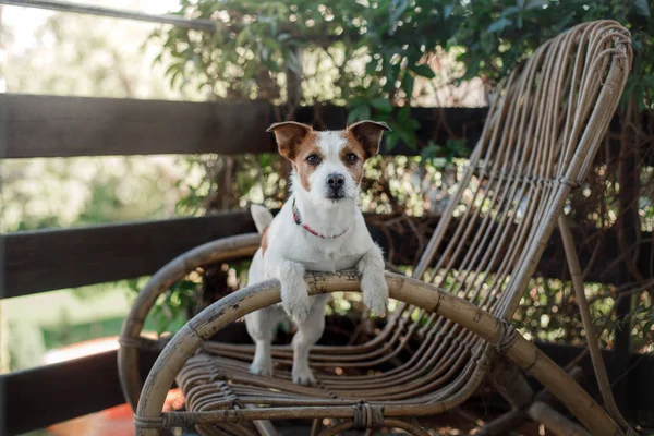 肘掛け椅子のジャック ラッセル テリア。屋外の犬 — ストック写真