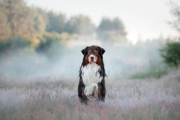 Pastor australiano en la naturaleza. El perro en el brezo —  Fotos de Stock