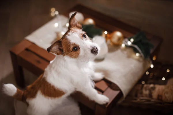 Jack Russell Terrier i Boże Narodzenie — Zdjęcie stockowe