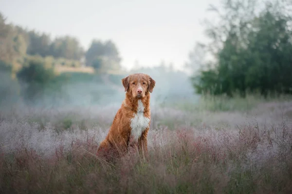 Nova Escócia pato pedágio Retriever na natureza. O cão no Hea — Fotografia de Stock